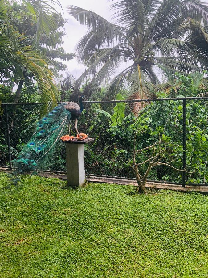 Peacock Villa Mirissa Luaran gambar